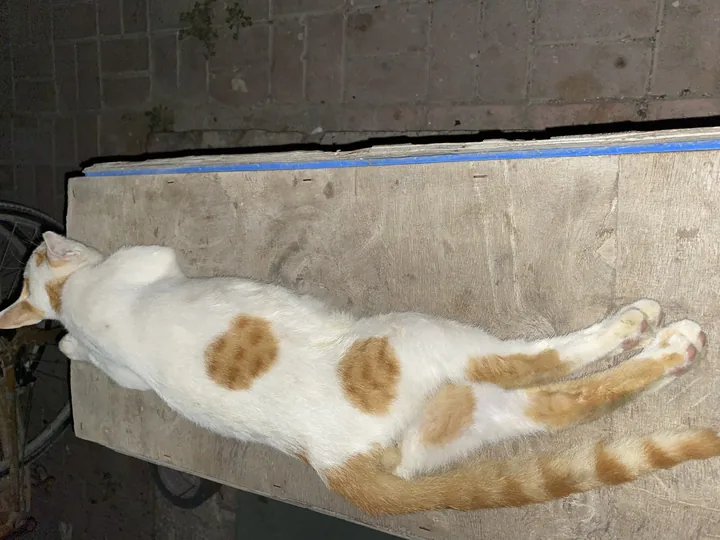 Help My Cats Get The Care, Food, And Love They Deserve 🐾❤️