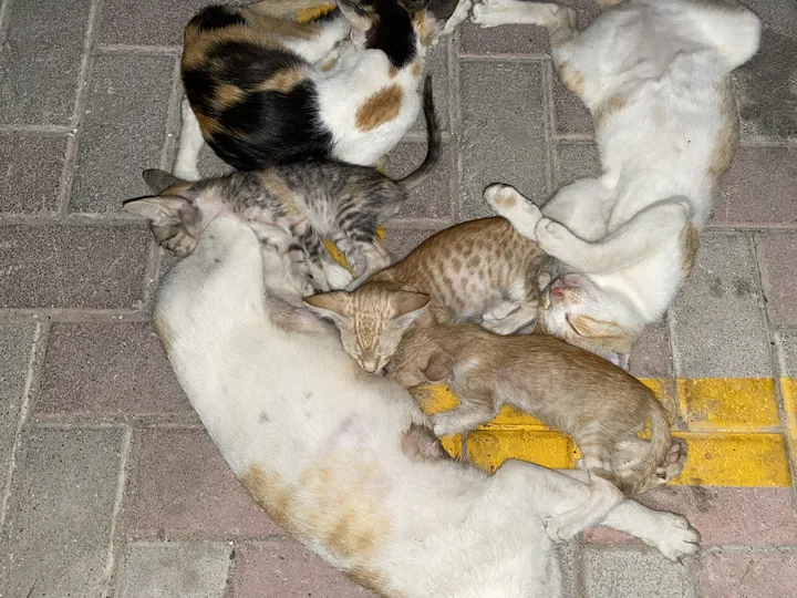 Help My Cats Get The Care, Food, And Love They Deserve 🐾❤️
